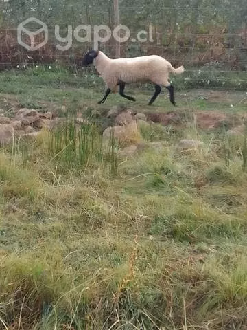 Carnero