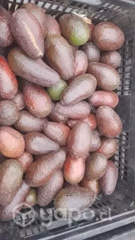 PALTA HASS CHILENA OFERTA las ultimas