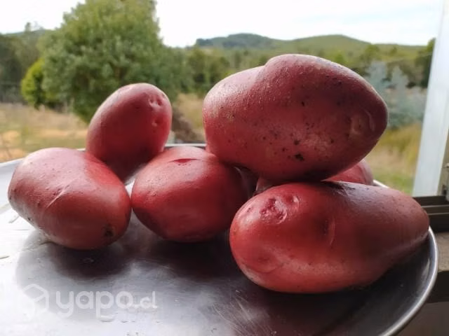 Sacos de papas mezcla de tipo Patagonia y Rosara