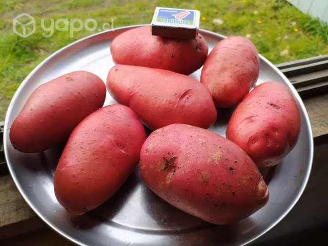 Sacos de papas mezcla de tipo Patagonia y Rosara
