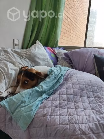 Perro en adopción - Imagen 2