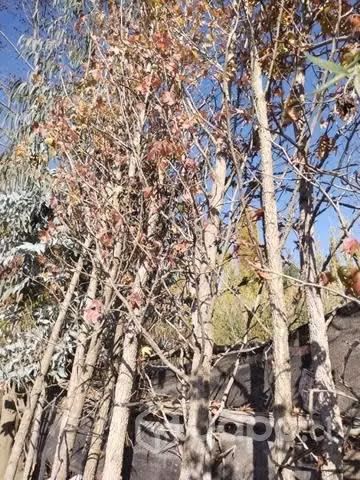 Liquidambar