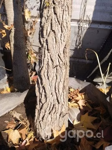 Liquidambar