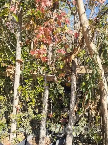 Liquidambar