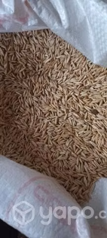 Avena súper Nova