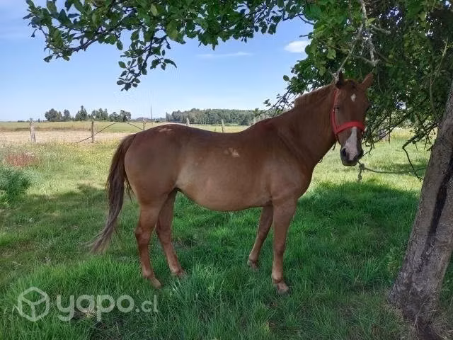 Llegua