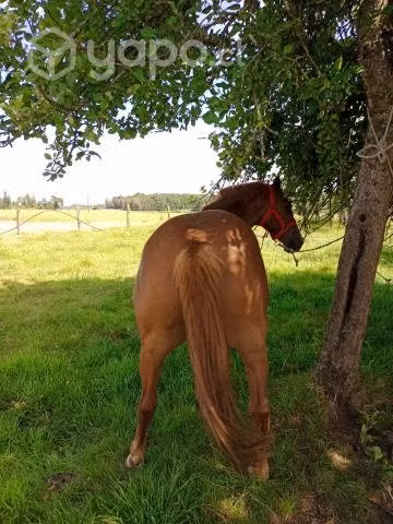 Llegua