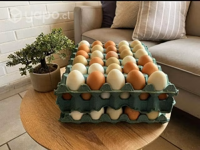 Huevos de campo