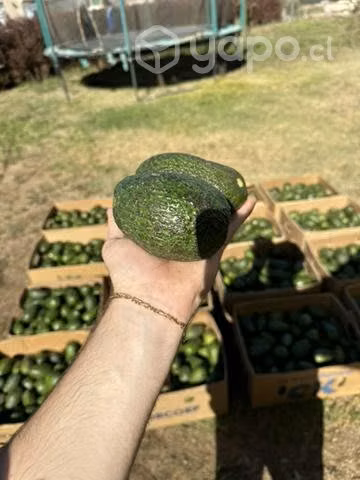 Palta hass
