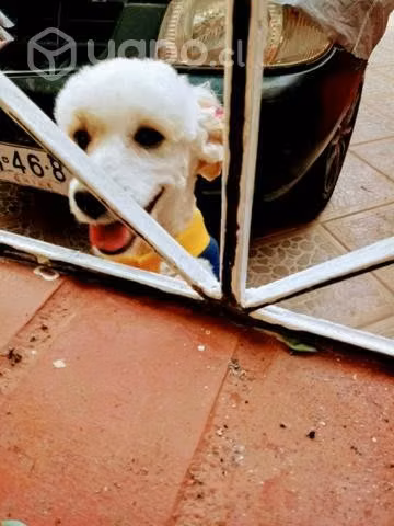 Doy en adopción