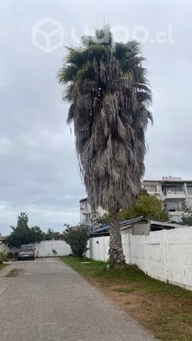 Palmera washingtonia 25 años 12 metros