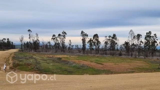 Viñas de Mallermo - Imagen 2