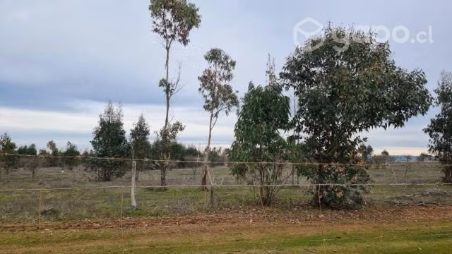 Viñas de Mallermo - Imagen 4