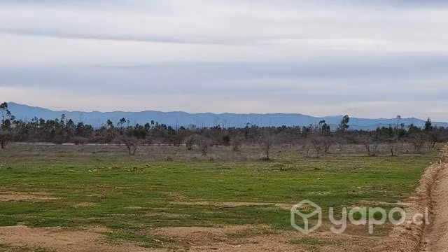 Viñas de Mallermo