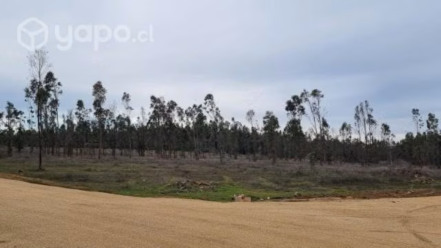 Viñas de Mallermo - Imagen 3