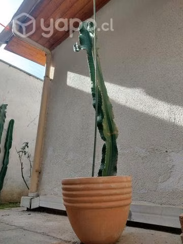 Cactus euphorbia