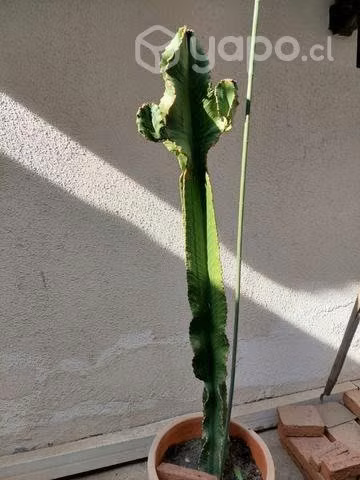 Cactus euphorbia - Imagen 3