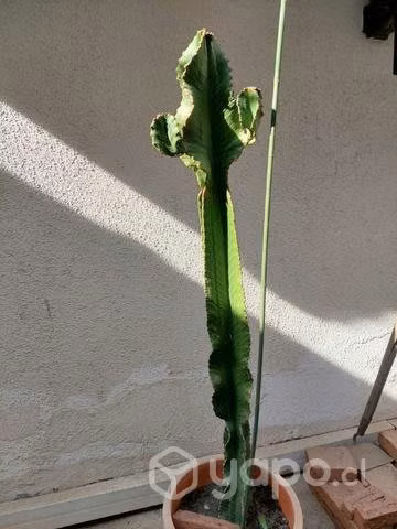 Cactus euphorbia - Imagen 5