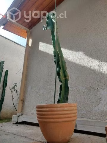 Cactus euphorbia - Imagen 6