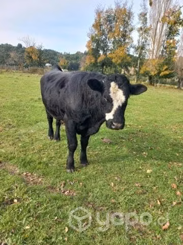 Toro de 3 años