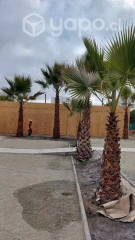 Palmeras Washingtonia 2 a 6 metros