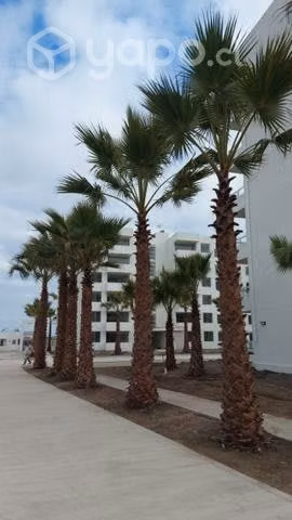 Palmeras Washingtonia 2 a 6 metros