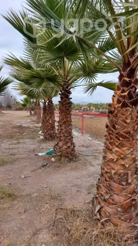 Palmeras Washingtonia 2 a 6 metros