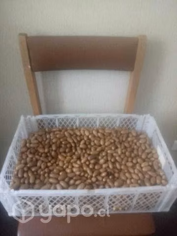 Encinos (El Fruto)