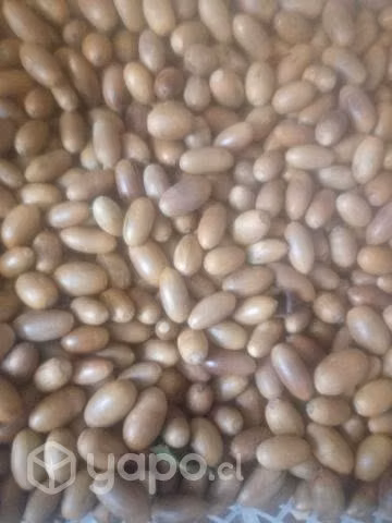 Encinos (El Fruto)