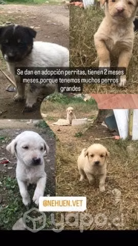 Se regalan perritas