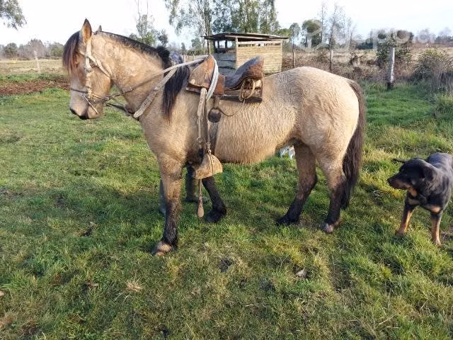 Caballo manso