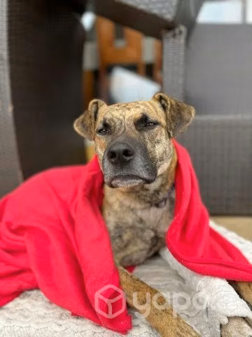 Perrito en adopcion