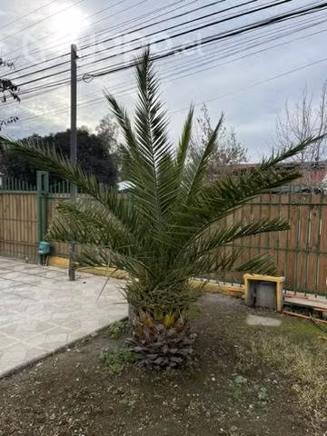 Palmera 2,3 mts - Imagen 3