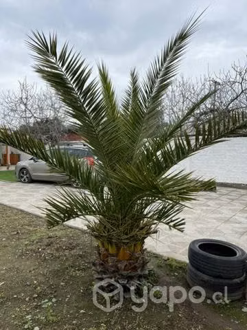 Palmera 2,3 mts