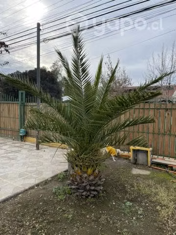 Palmera 2,3 mts - Imagen 2