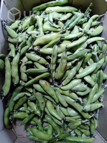 Papas regionales, habas