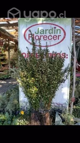 Vivero Jardín Florecer ofrece Crataegus