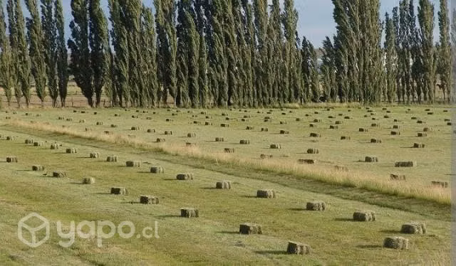 Fardos de Alfalfa