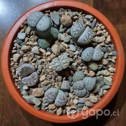 Cactus, lithops, suculentas - Imagen 5
