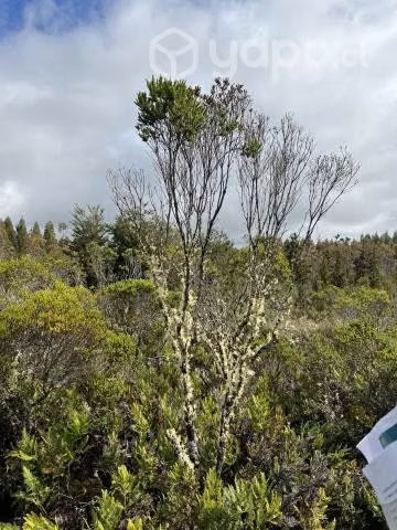 Parcela , Ancud sector Huicha. Chiloe