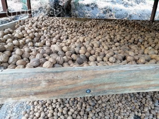 Nueces secado natural