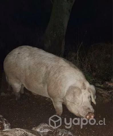 Cerdos gordos - Imagen 2