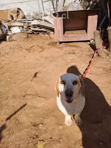 Se regala perro