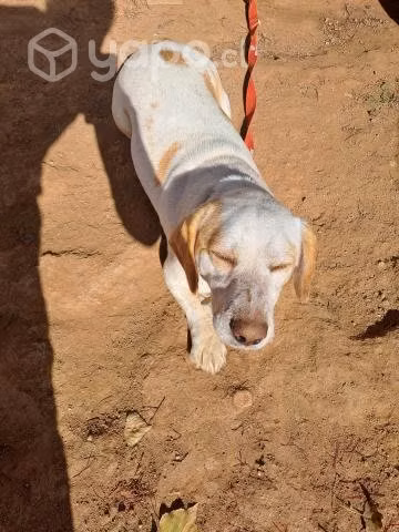 Se regala perro