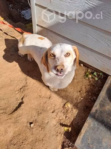 Se regala perro