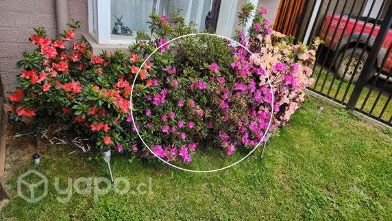 Azaleas fucsias con macetero de madera incluido