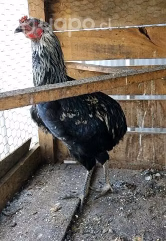 Gallo kollonko