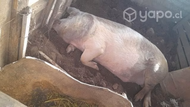 Cerdo chancho castrado