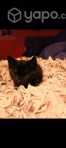 Se regalan gatitos