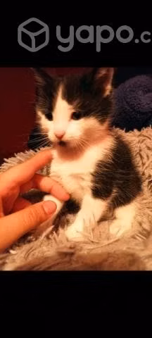 Se regalan gatitos